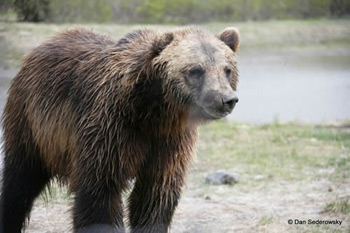 Andy exits stage left - pursued by a bear