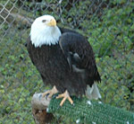 Seen at the Raptor Centre